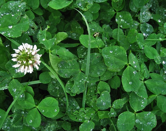 green clover with a white flower