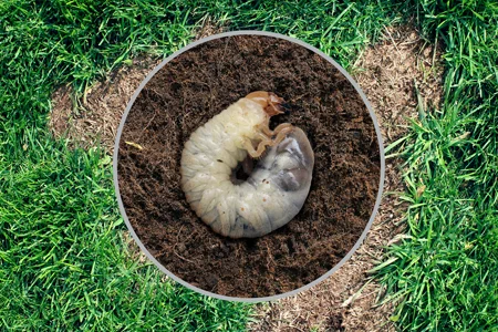 grubs in soil