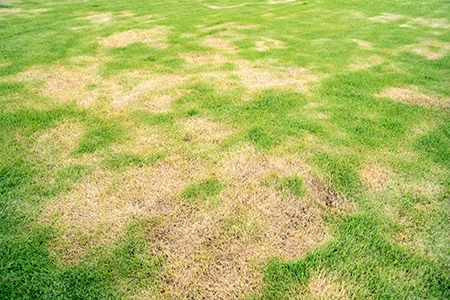 lawn disease brown patch