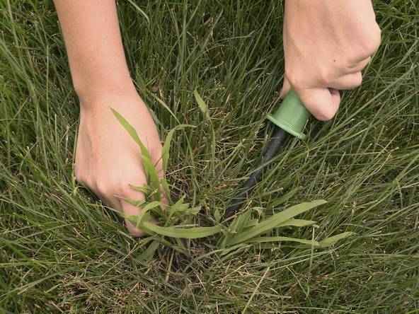 close up of crabgrass