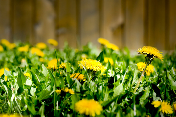 yellow dandelion 