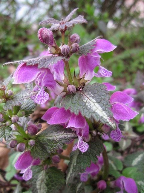 purple henbit