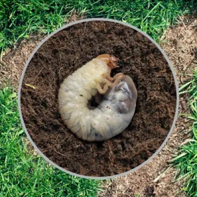 grubs in soil