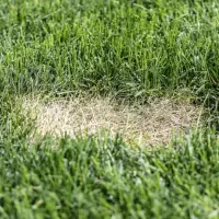 Drought conditions causing brown patch in lawn