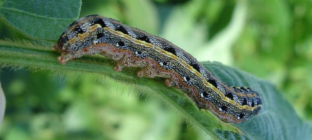 armyworm