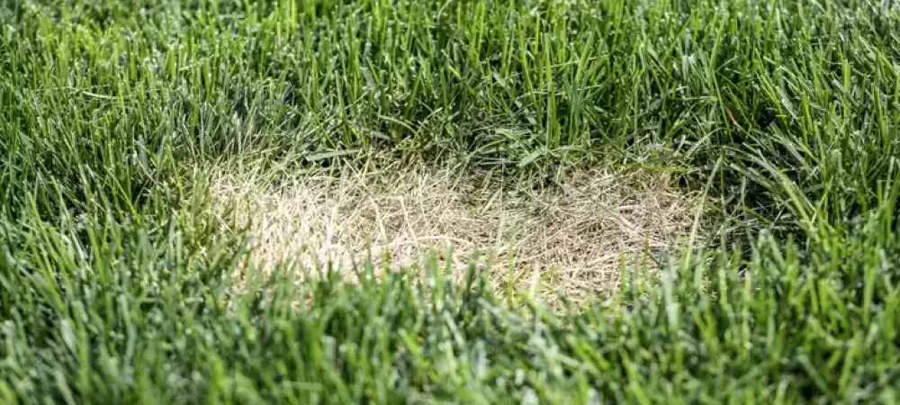 Drought conditions causing brown patch in lawn